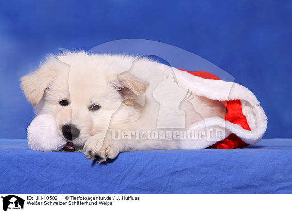 Wei�er Schweizer Sch�ferhund Welpe / White Swiss Shepherd Puppy / JH-10502