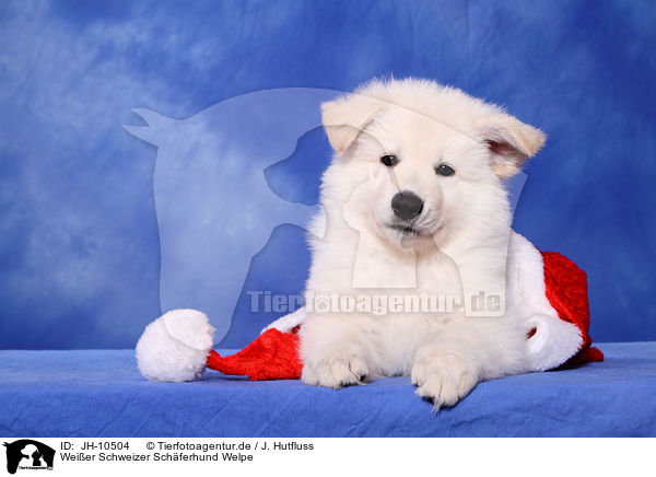 Wei�er Schweizer Sch�ferhund Welpe / White Swiss Shepherd Puppy / JH-10504