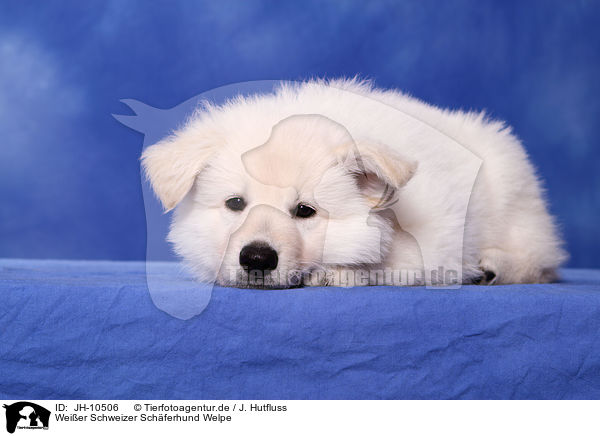Weier Schweizer Schferhund Welpe / White Swiss Shepherd Puppy / JH-10506