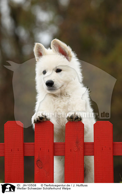 Weier Schweizer Schferhund Welpe / White Swiss Shepherd Puppy / JH-10508