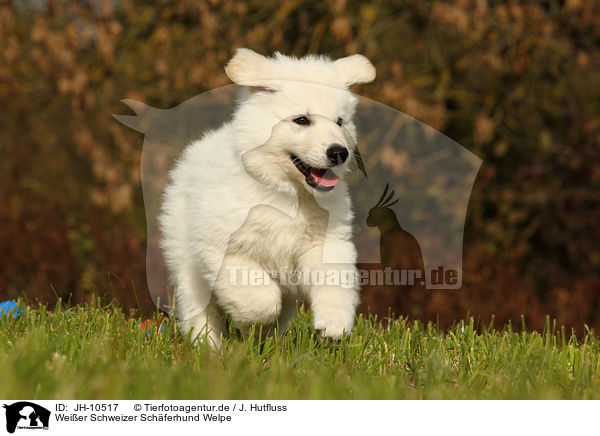 Weier Schweizer Schferhund Welpe / White Swiss Shepherd Puppy / JH-10517