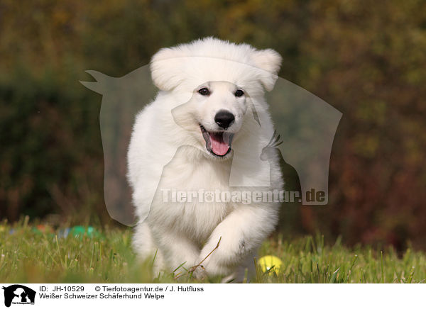Weier Schweizer Schferhund Welpe / White Swiss Shepherd Puppy / JH-10529