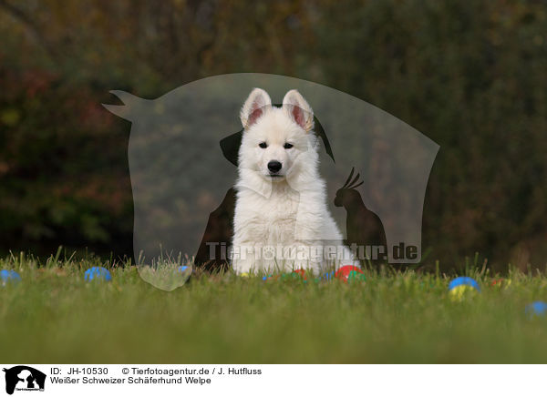 Weier Schweizer Schferhund Welpe / White Swiss Shepherd Puppy / JH-10530