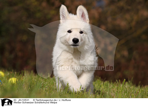 Weier Schweizer Schferhund Welpe / White Swiss Shepherd Puppy / JH-10531