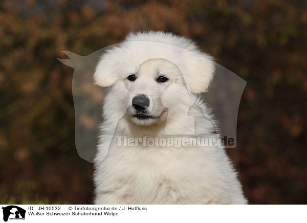 Weier Schweizer Schferhund Welpe / White Swiss Shepherd Puppy / JH-10532