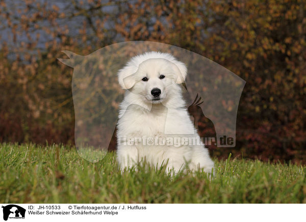 Weier Schweizer Schferhund Welpe / White Swiss Shepherd Puppy / JH-10533