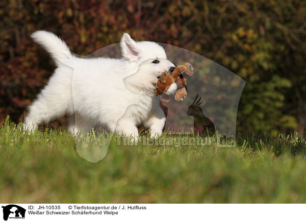 Weier Schweizer Schferhund Welpe / White Swiss Shepherd Puppy / JH-10535