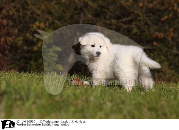 Weier Schweizer Schferhund Welpe / White Swiss Shepherd Puppy / JH-10536