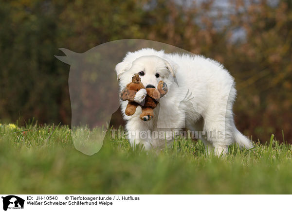 Weier Schweizer Schferhund Welpe / White Swiss Shepherd Puppy / JH-10540