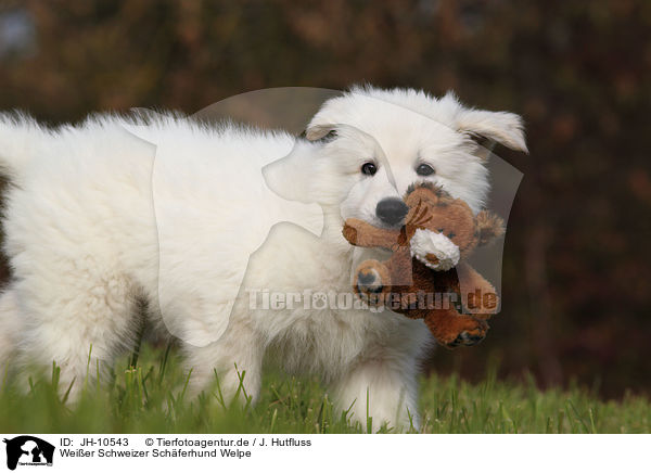 Weier Schweizer Schferhund Welpe / White Swiss Shepherd Puppy / JH-10543