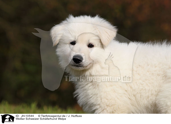 Weier Schweizer Schferhund Welpe / White Swiss Shepherd Puppy / JH-10544