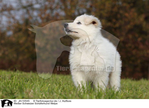Weier Schweizer Schferhund Welpe / White Swiss Shepherd Puppy / JH-10545