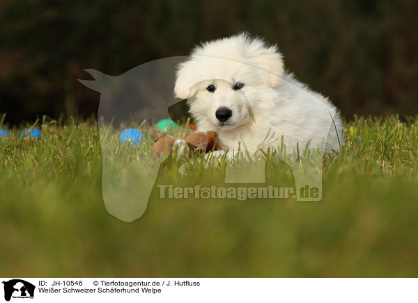 Weier Schweizer Schferhund Welpe / White Swiss Shepherd Puppy / JH-10546
