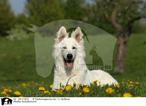 Weier Schferhund / Berger Blanc Suisse / JH-11870