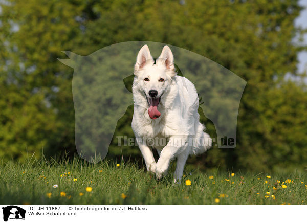 Weier Schferhund / Berger Blanc Suisse / JH-11887