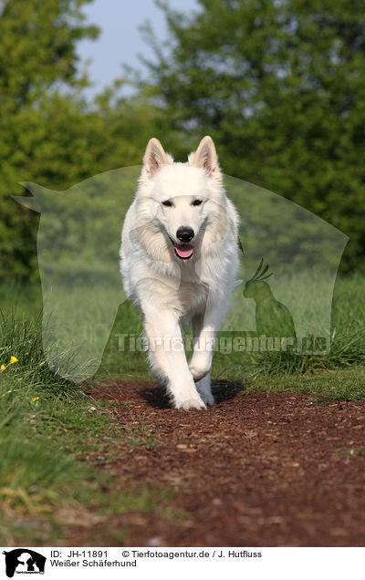 Weier Schferhund / Berger Blanc Suisse / JH-11891