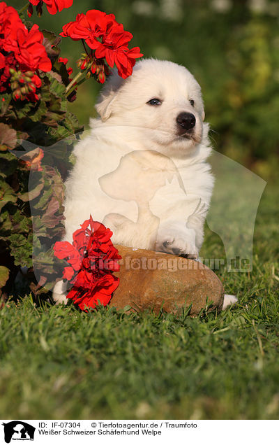 Weier Schweizer Schferhund Welpe / White Swiss Shepherd Puppy / IF-07304