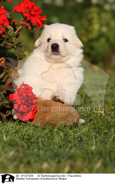 Weier Schweizer Schferhund Welpe / White Swiss Shepherd Puppy / IF-07305