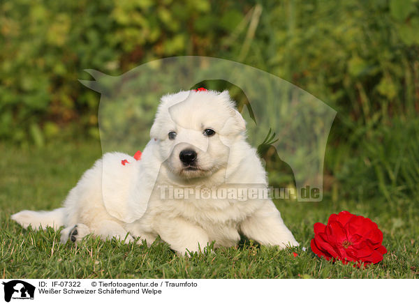 Weier Schweizer Schferhund Welpe / White Swiss Shepherd Puppy / IF-07322