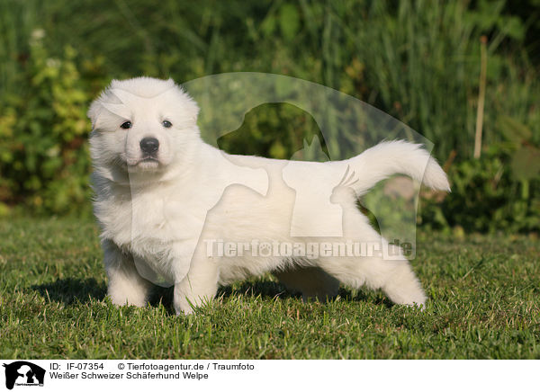 Wei�er Schweizer Sch�ferhund Welpe / White Swiss Shepherd Puppy / IF-07354