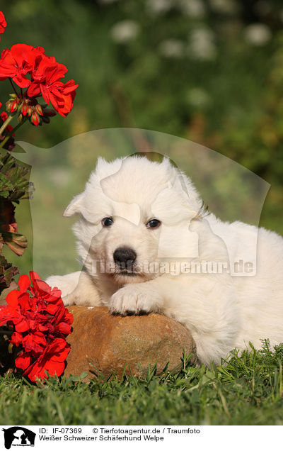 Weier Schweizer Schferhund Welpe / IF-07369