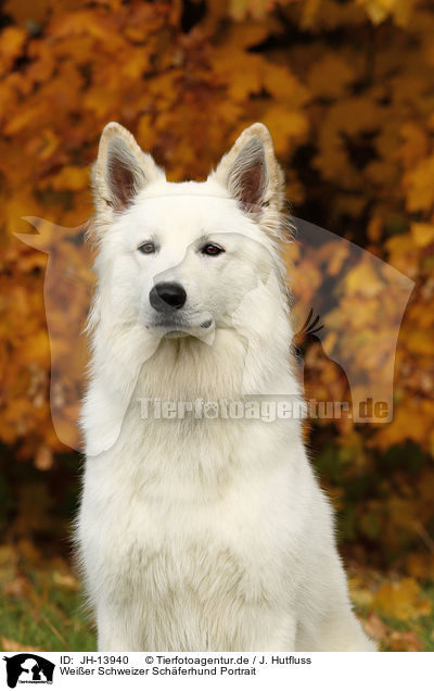 Weier Schweizer Schferhund Portrait / White Swiss Shepherd Portrait / JH-13940