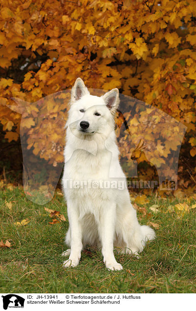 sitzender Weier Schweizer Schferhund / sitting White Swiss Shepherd / JH-13941
