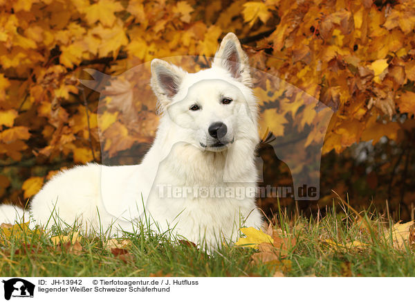 liegender Weier Schweizer Schferhund / lying White Swiss Shepherd / JH-13942