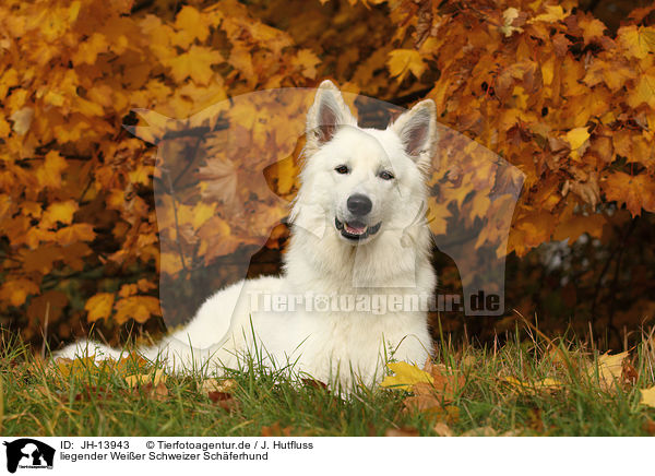 liegender Weier Schweizer Schferhund / lying White Swiss Shepherd / JH-13943