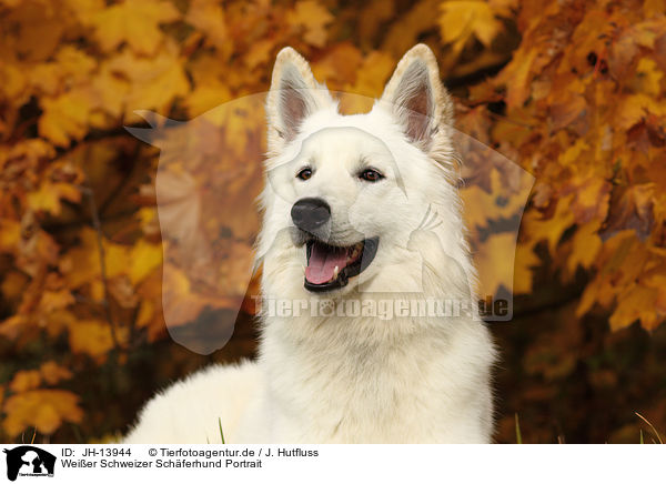 Weier Schweizer Schferhund Portrait / White Swiss Shepherd Portrait / JH-13944