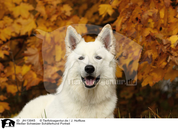 Weier Schweizer Schferhund Portrait / White Swiss Shepherd Portrait / JH-13945