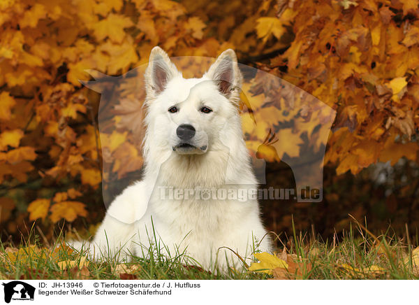 liegender Weier Schweizer Schferhund / lying White Swiss Shepherd / JH-13946
