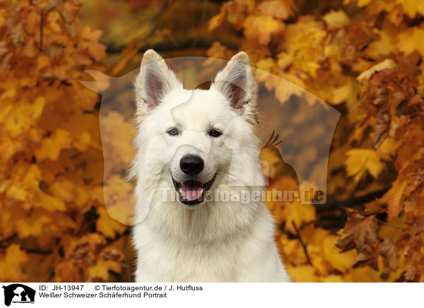 Weier Schweizer Schferhund Portrait / White Swiss Shepherd Portrait / JH-13947
