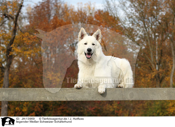 liegender Weier Schweizer Schferhund / lying White Swiss Shepherd / JH-13969