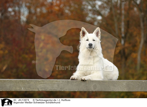 liegender Weier Schweizer Schferhund / lying White Swiss Shepherd / JH-13974