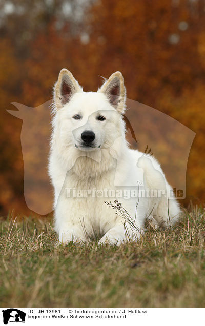 liegender Weier Schweizer Schferhund / lying White Swiss Shepherd / JH-13981