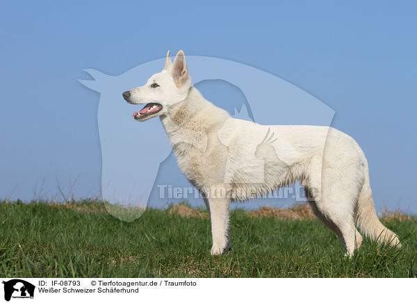 Wei�er Schweizer Sch�ferhund / White Swiss Shepherd / IF-08793