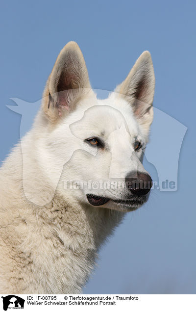 Weier Schweizer Schferhund Portrait / White Swiss Shepherd Portrait / IF-08795