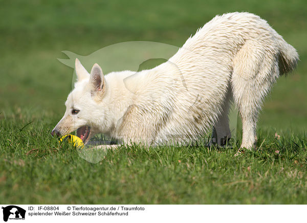 spielender Weier Schweizer Schferhund / playing White Swiss Shepherd / IF-08804