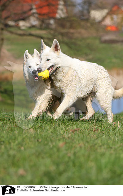 2 Weie Schweizer Schferhunde / 2 White Swiss Shepherds / IF-08807