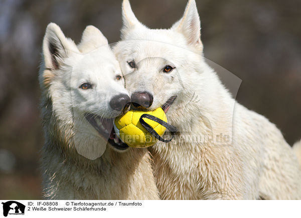 2 Weie Schweizer Schferhunde / 2 White Swiss Shepherds / IF-08808