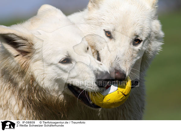 2 Weie Schweizer Schferhunde / 2 White Swiss Shepherds / IF-08809