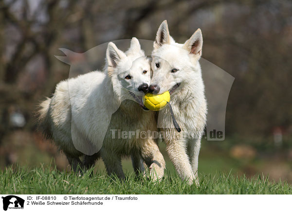 2 Weie Schweizer Schferhunde / 2 White Swiss Shepherds / IF-08810