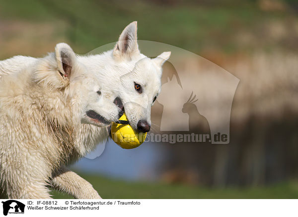 Weier Schweizer Schferhund / White Swiss Shepherd / IF-08812