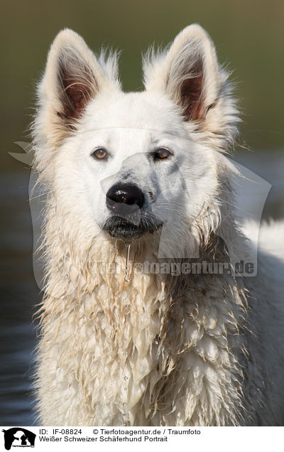 Weier Schweizer Schferhund Portrait / White Swiss Shepherd Portrait / IF-08824