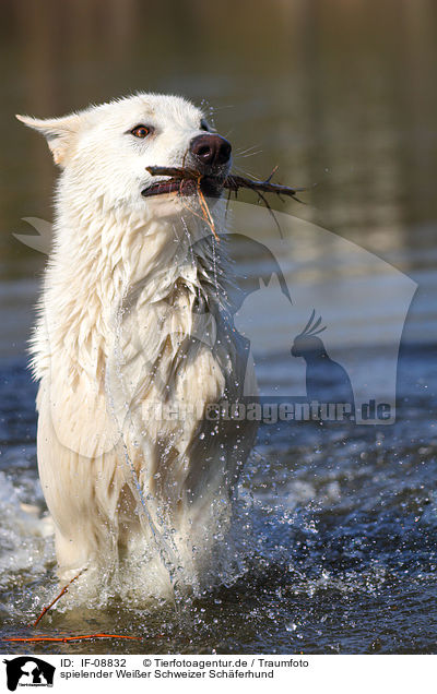 spielender Weier Schweizer Schferhund / playing White Swiss Shepherd / IF-08832