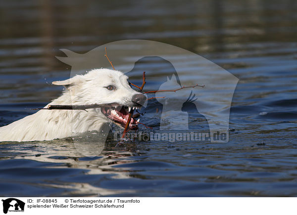 spielender Weier Schweizer Schferhund / playing White Swiss Shepherd / IF-08845