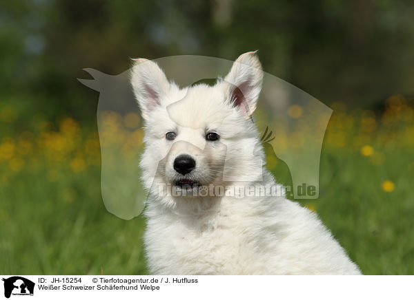 Weier Schweizer Schferhund Welpe / White Swiss Shepherd Puppy / JH-15254