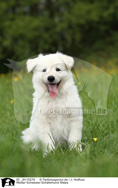 Weier Schweizer Schferhund Welpe / White Swiss Shepherd Puppy / JH-15278