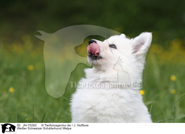Weier Schweizer Schferhund Welpe / White Swiss Shepherd Puppy / JH-15282